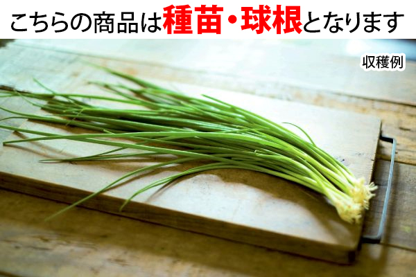 キッチンガーデン　小ねぎ　栽培セット