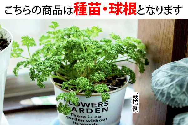 キッチンガーデン　パセリ　栽培セット