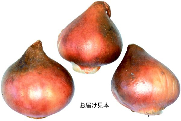 チューリップ　キャンディミックス