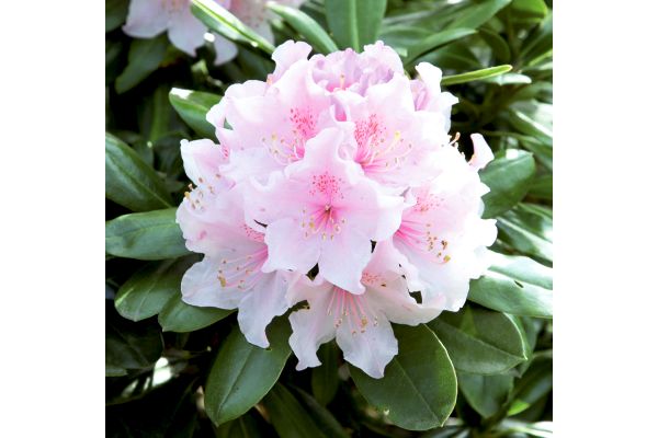 夏の暑さに強いしゃくなげ　ウェディングブーケ