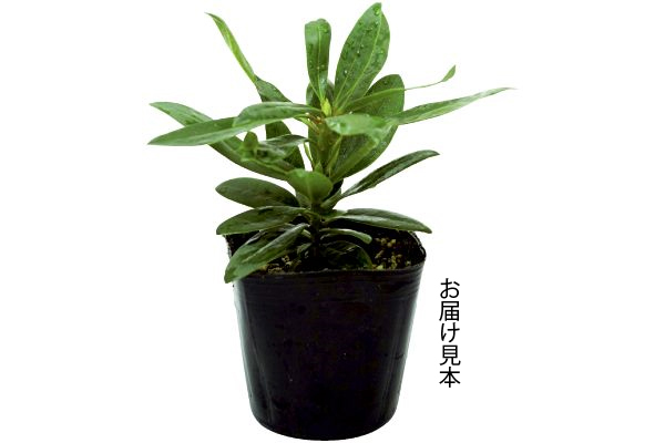 夏の暑さに強いしゃくなげ　ウェディングブーケ