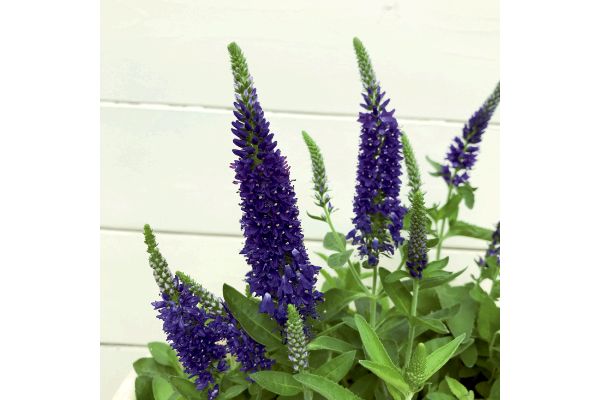 ベロニカ ハミングバード ブルー