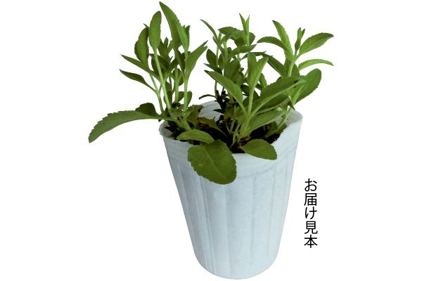 ベロニカ　ハミングバード　ブルー