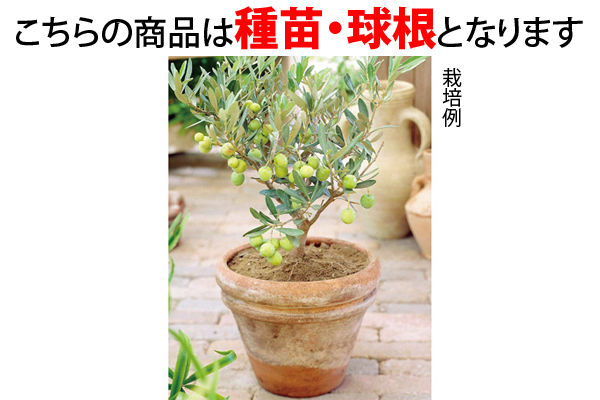 オリーブの木 ピクアール