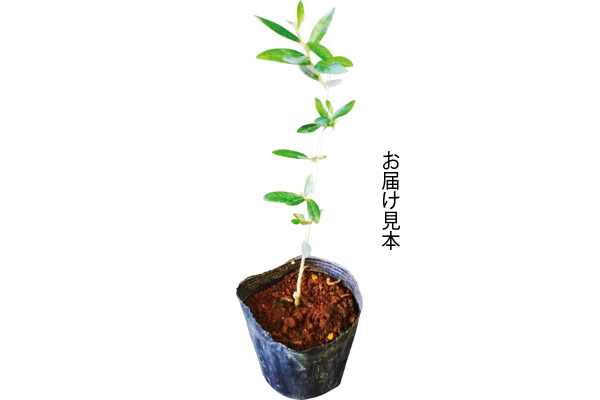 オリーブの木　ピクアール