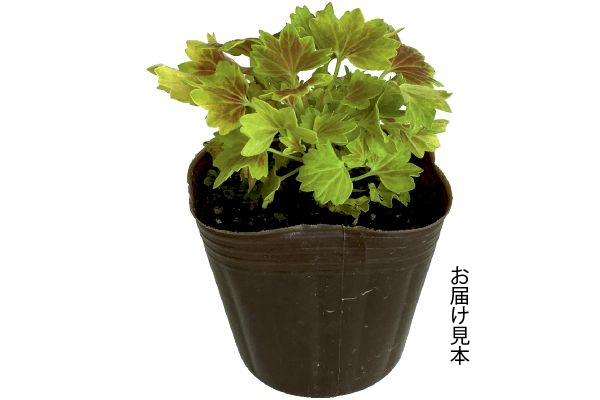 もみじ葉ゼラニウム　バンクーバーセンティニア