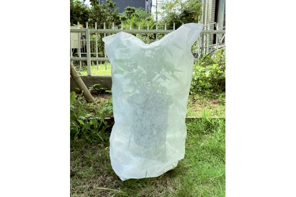 不織布防虫・霜よけカバー