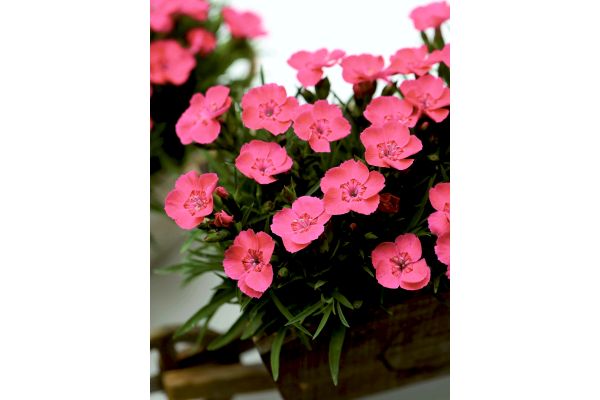 二季咲きなでしこ はんなり