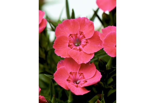 二季咲きなでしこ　はんなり