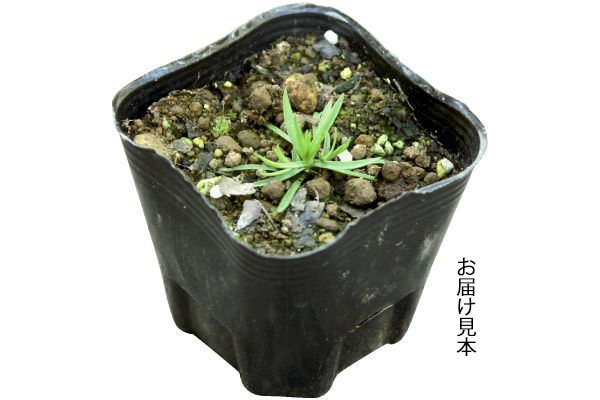 二季咲きなでしこ　はんなり