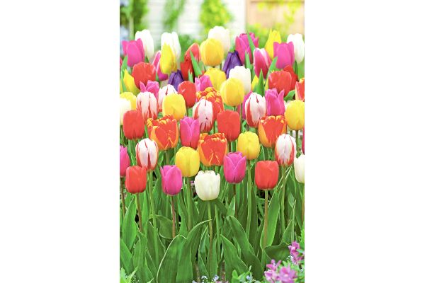 スーパーレインボーチューリップ