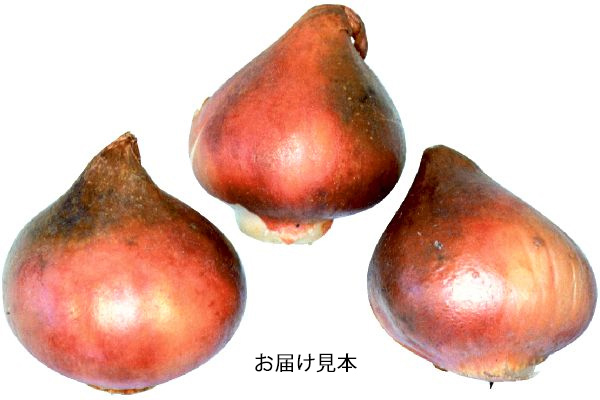 スーパーレインボーチューリップ