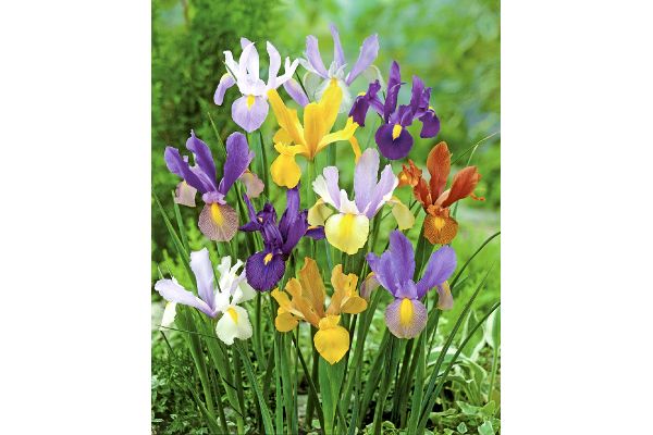 毎年咲く ダッチアイリス