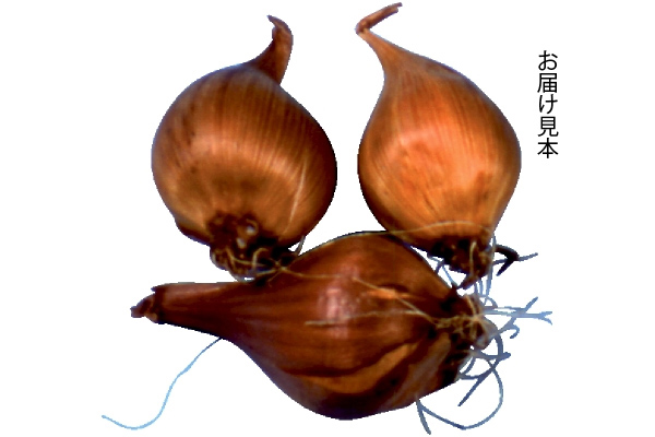 毎年咲く ダッチアイリス