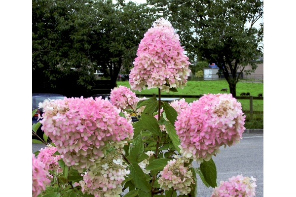 花色が変わるピラミッドアジサイ