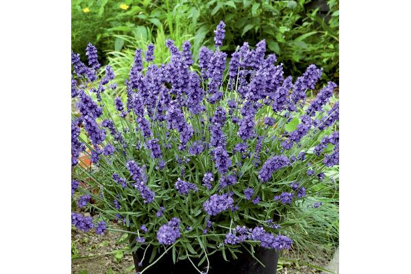 北海道のラベンダー バイオレットメモリー