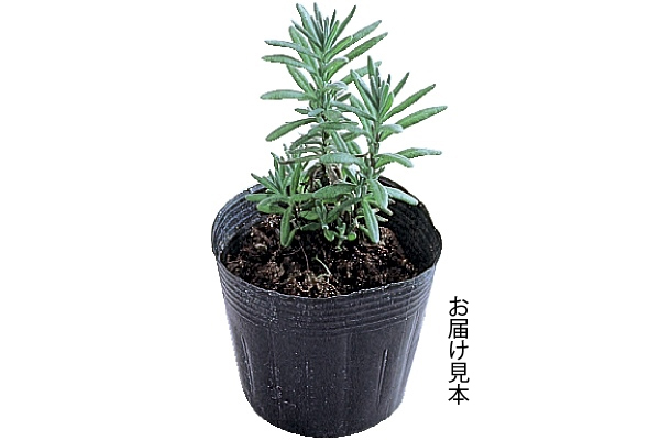 北海道のラベンダー　バイオレットメモリー