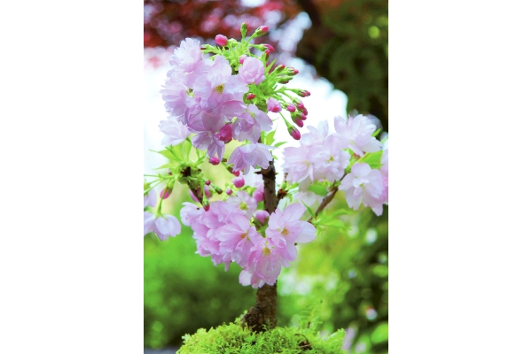 一才桜「旭山」