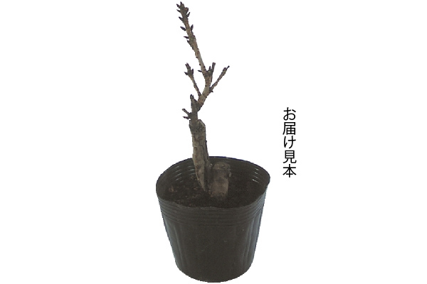 一才桜「旭山」