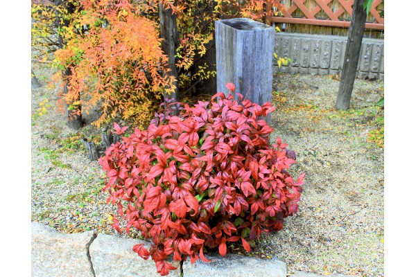 お多福なんてん