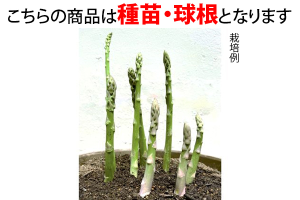 たくさん収穫　アスパラガス　ウエルカム　大株
