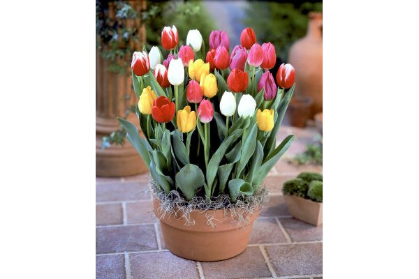 カラフル　チューリップ