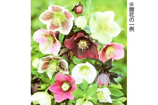 クリスマスローズ　おまかせ