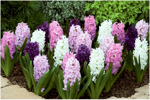 ヒヤシンス　フレグラントルージュ