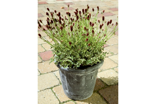 斑入り姫われもこう　きらめき