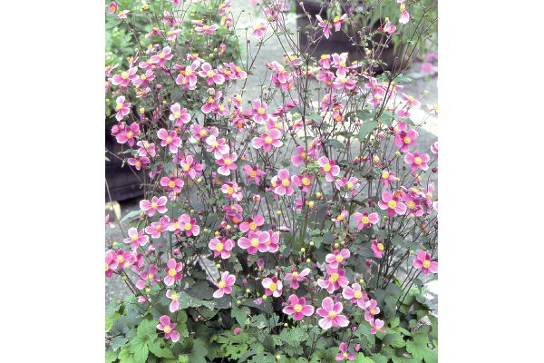 秋明菊　ダイアナ