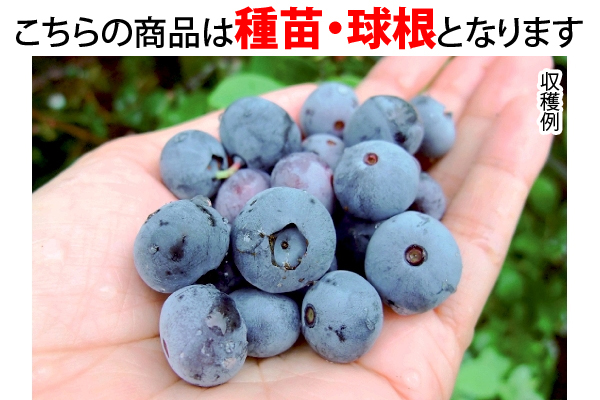 大実ラビットアイ系ブルーベリー