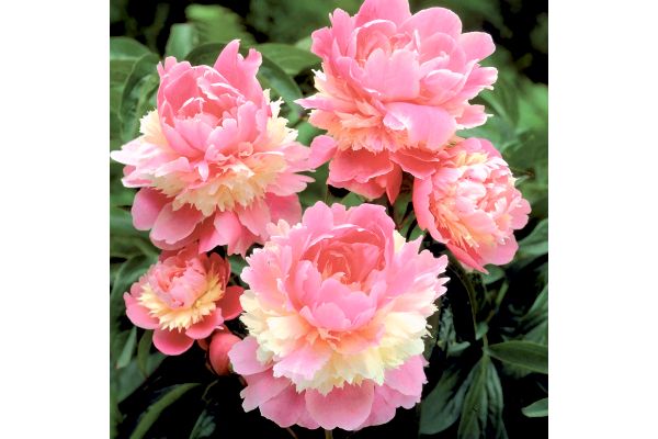 ユニークな芍薬　ソルベット