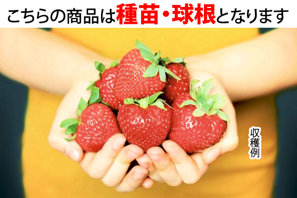 ジャンボイチゴ