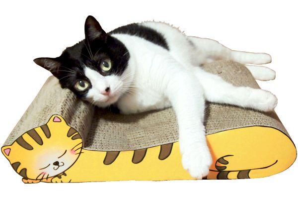 ねこの爪とぎ　居眠りにゃんこ