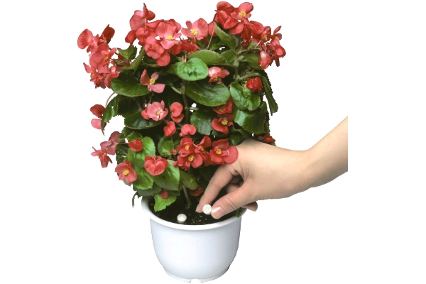 プロミック【Ｒ】錠剤