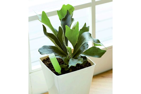 全植物用植物活力剤