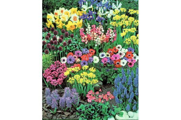 おまかせ秋球根