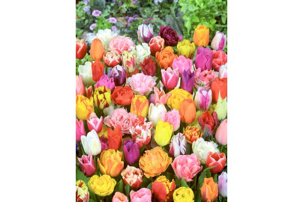 芽出しチューリップミックス