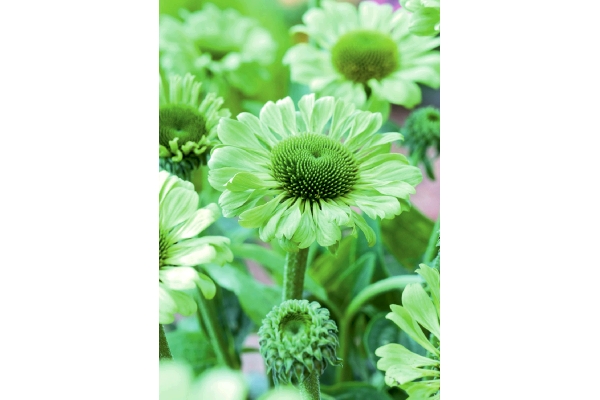 エキナセア　みどりの宝石