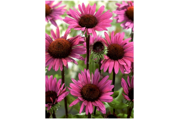 深紅のエキナセア