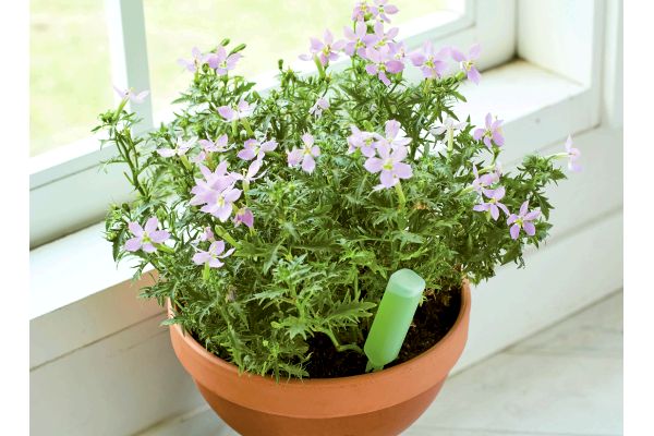 全植物用植物活力剤