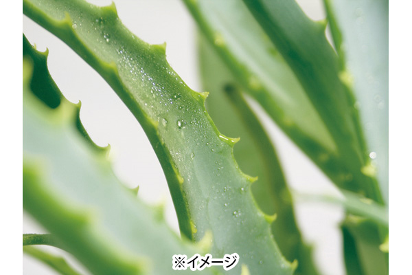 アロエエキス配合薬用スキンクリーム