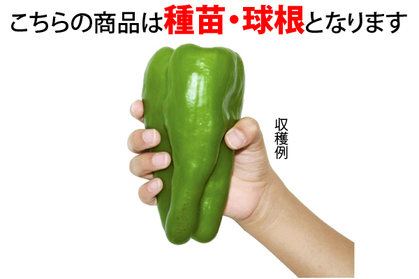 ジャンボピーマン　とんがりパワー