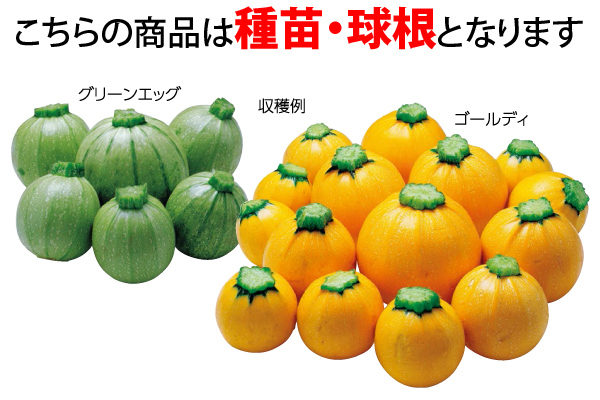 卵型のかわいいズッキーニ