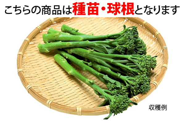 たくさん収穫　アスパラ風味の茎ブロッコリー