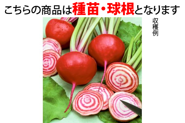 うずまきビーツ　ゴルゴ