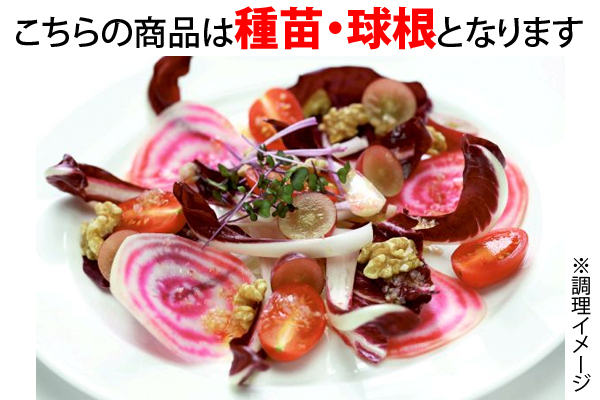 うずまきビーツ　ゴルゴ