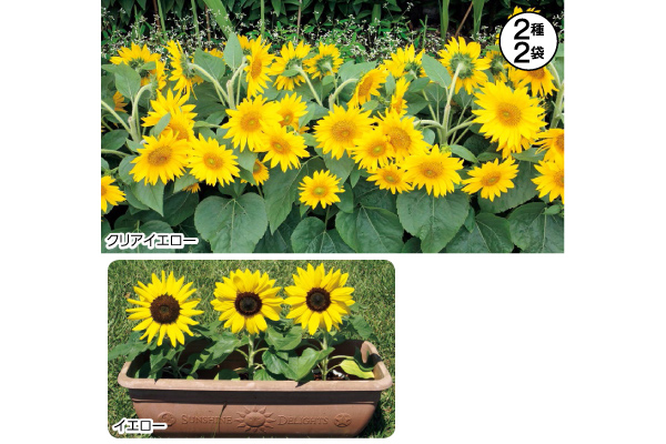 ミニヒマワリ　デュオソラーレ