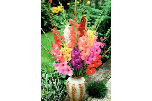 お花屋さんの彩りグラジオラス