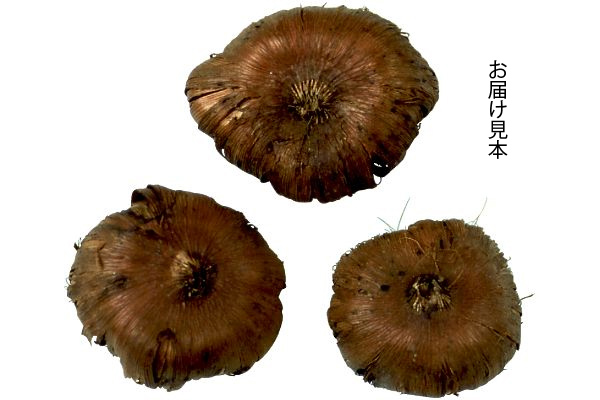 お花屋さんの彩りグラジオラス